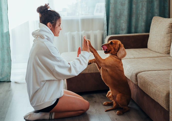 Dog Parenting Experts Recommend Their Top 5-Must-Have Air Purifiers